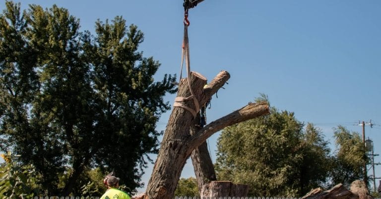 Tree Removal in Dexter, MI