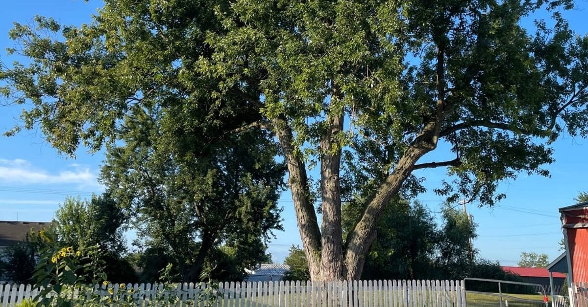 Professional tree trimming service in action in an Ann Arbor neighborhood