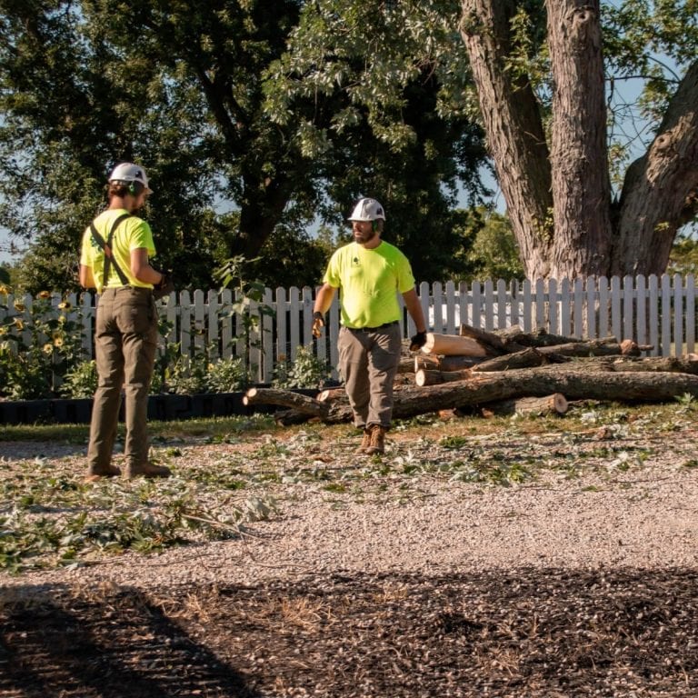 https://highlandtreeservica0abe.zapwp.com/q:i/r:0/wp:1/w:1/u:https://highlandtreeservices.com/wp-content/uploads/2023/12/101-e1744131793106.jpg