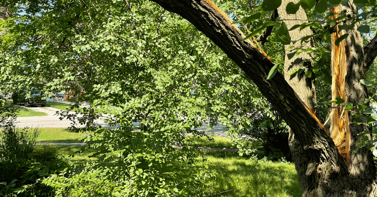 tree removal in Pinckney, MI by Highland Tree Services