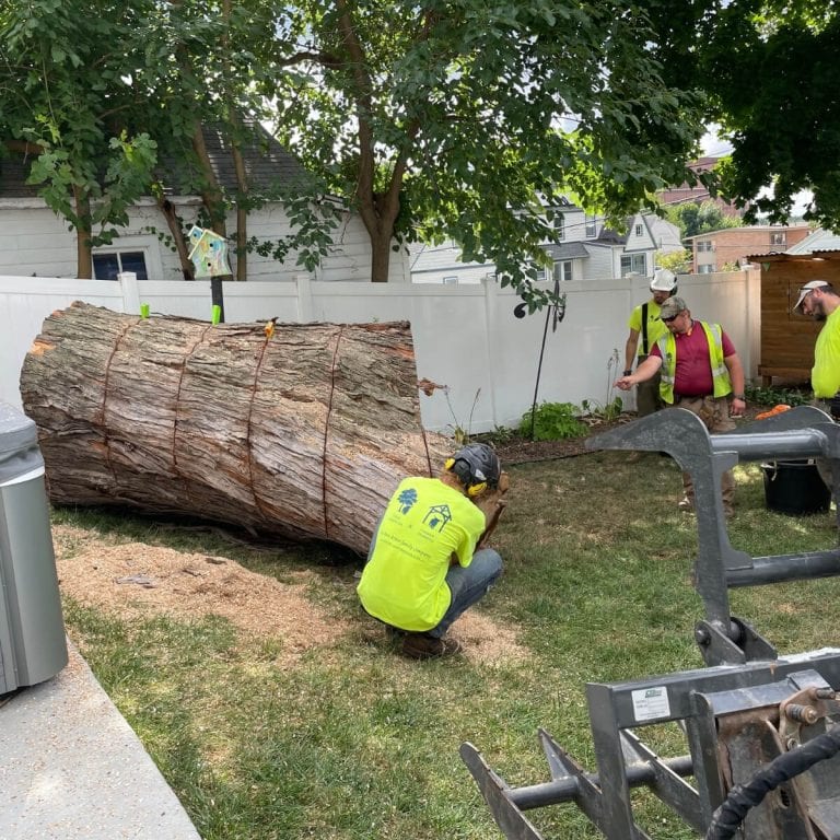Tree Removal in Dexter, MI