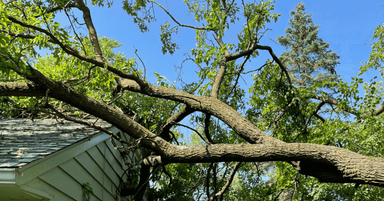 Tree Care & Maintenance by Higland Tree Services
