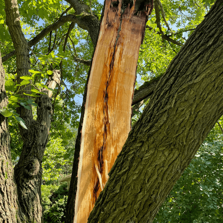 Highland Tree Services performing safe tree services in Ann Arbor, MI
