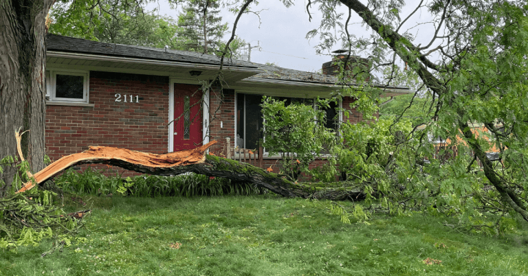 Professional Tree Service in Dexter MI