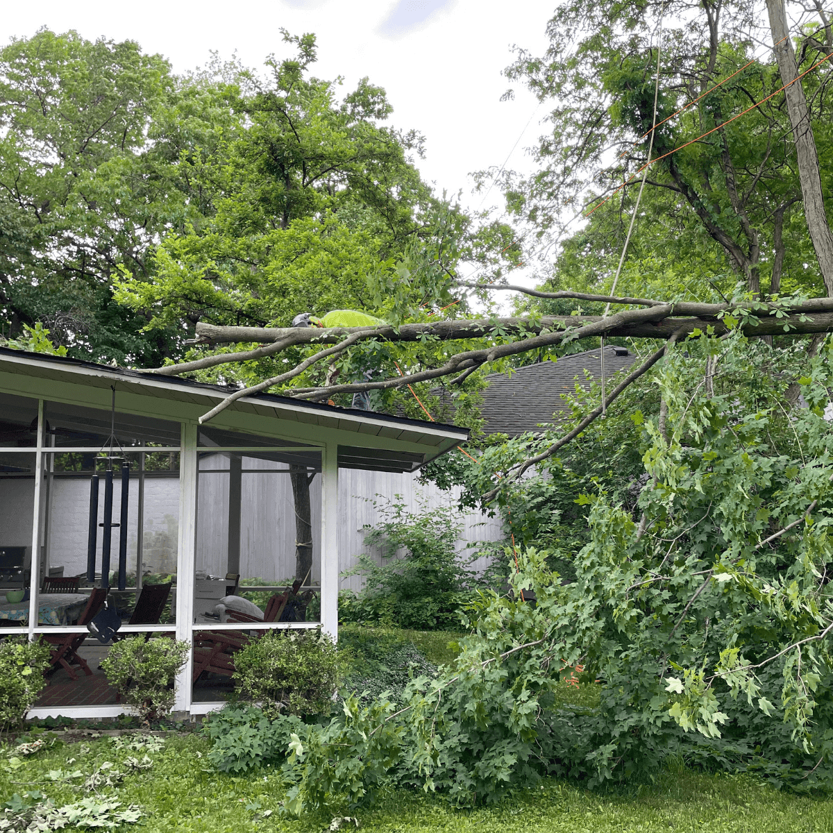 A tree with large dead branches that may pose a danger during a storm.
