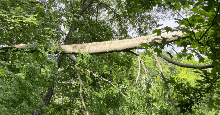 Certified arborist performing tree service in Pinckney, MI residential yard