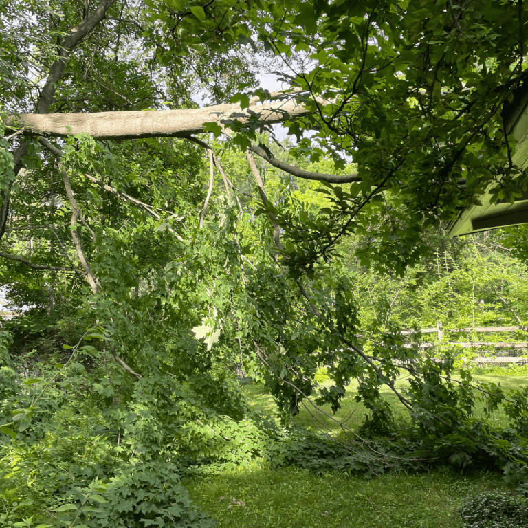 Tree Trimming Ann Arbor MI