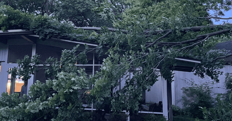 Fallen tree branch on Ann Arbor property after thunderstorm with arborist examining damage