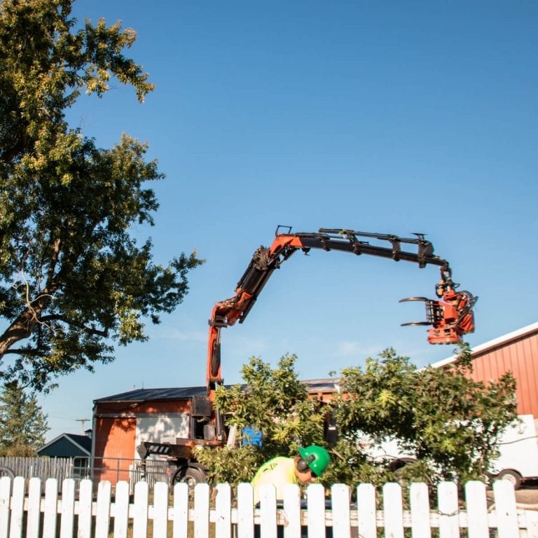 tree removal ann arbor mi by Highland Tree Services