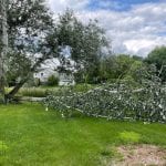 A tree fell on a roof after a storm.