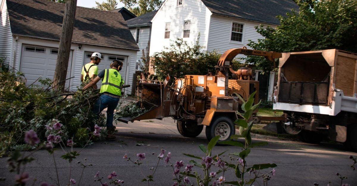 Shrub Removal Trimming