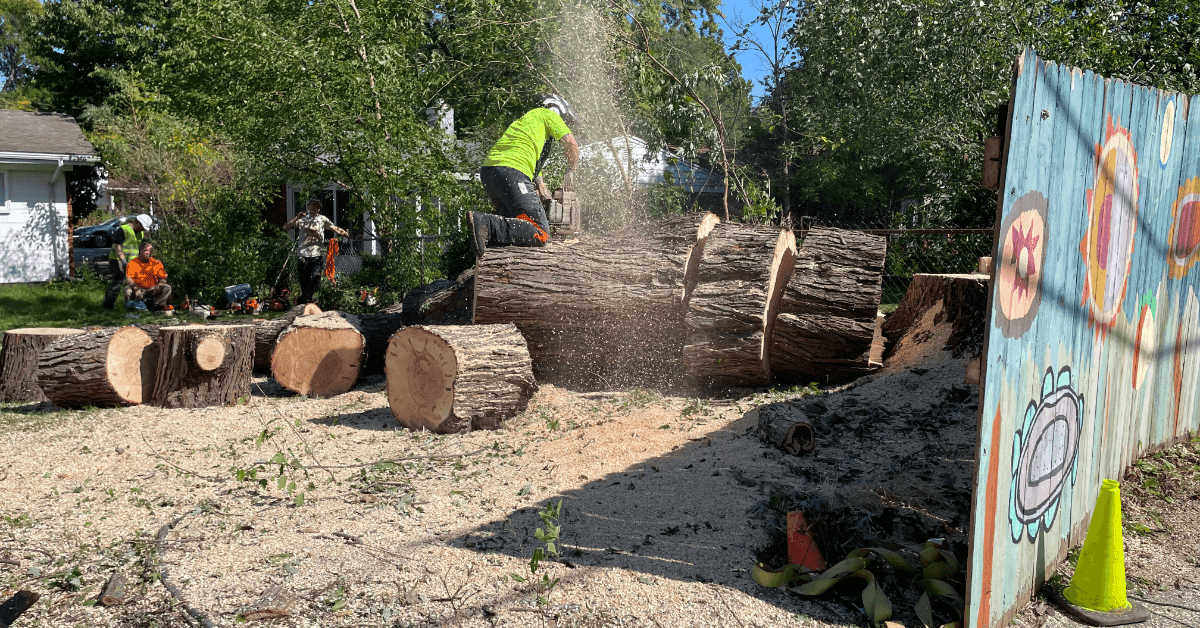 tree service Ann Arbor, MI by Highland Tree Services