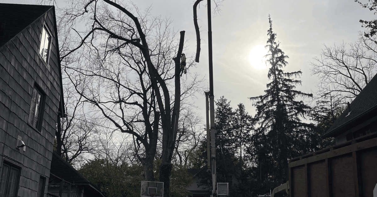 tree service brighton, mi