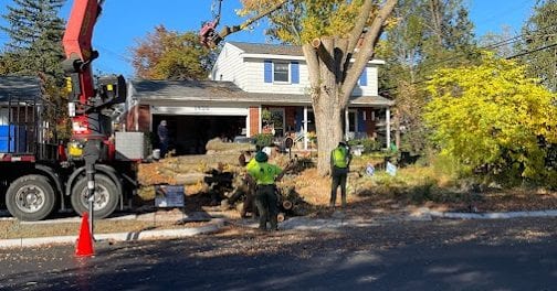 tree removal ann arbor mi by Highland Tree Services