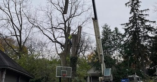 tree removal brighton mi