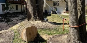 Tree experts from Highland Tree Services breaking down a large log into smaller, useable logs for a homeowner in Ann Arbor, MI.