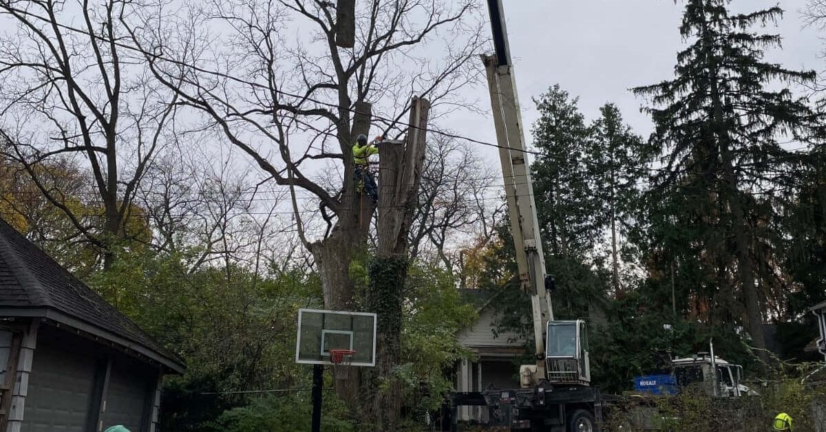 Arborist performing safe tree removal in Lodi MI with professional equipment