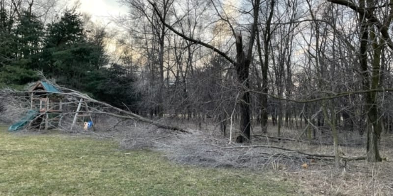 Tree experts from Highland Tree pruning a large tree in winter, near Ann Arbor, Michigan.