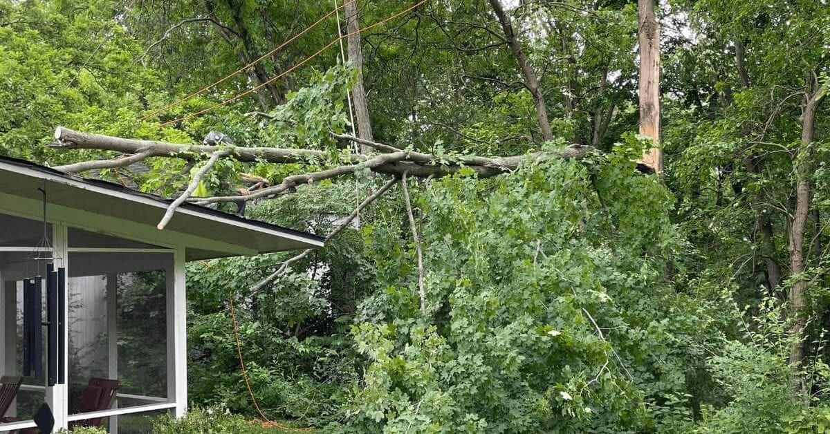 Emergency Tree Service in Lodi, MI - Fast, Safe Response