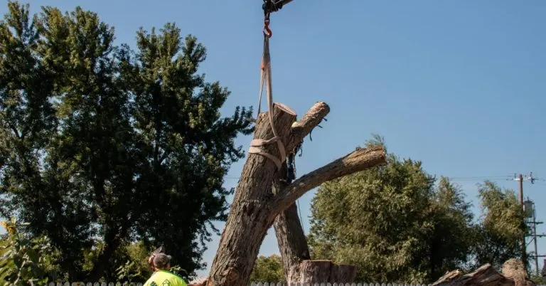 Tree Removal in Dexter, MI