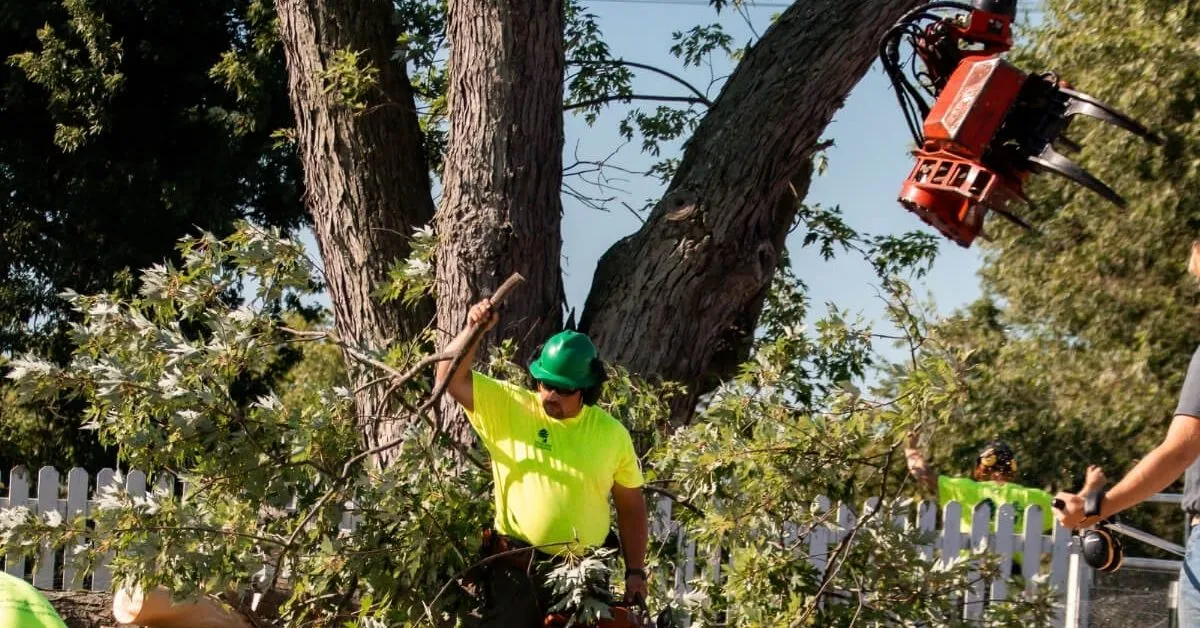 Tree removal near me in Ann Arbor, MI — arborist cutting down a damaged tree in a residential neighborhood