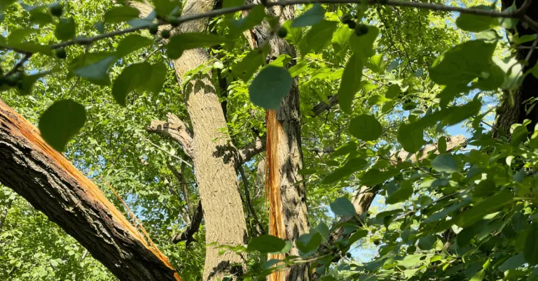 Tree Trimming vs. Tree Pruning in Ann Arbor