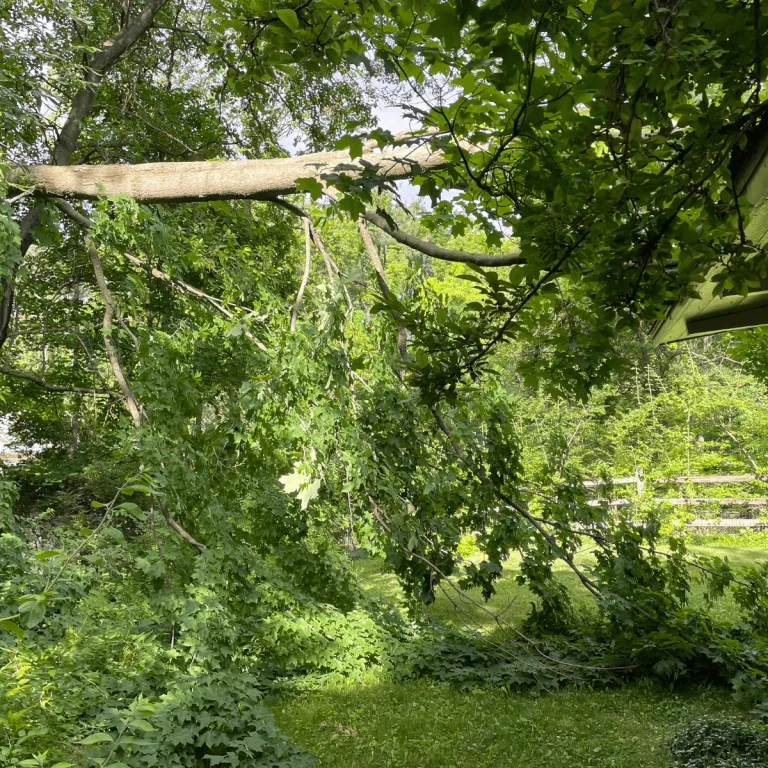 Tree Trimming Ann Arbor MI