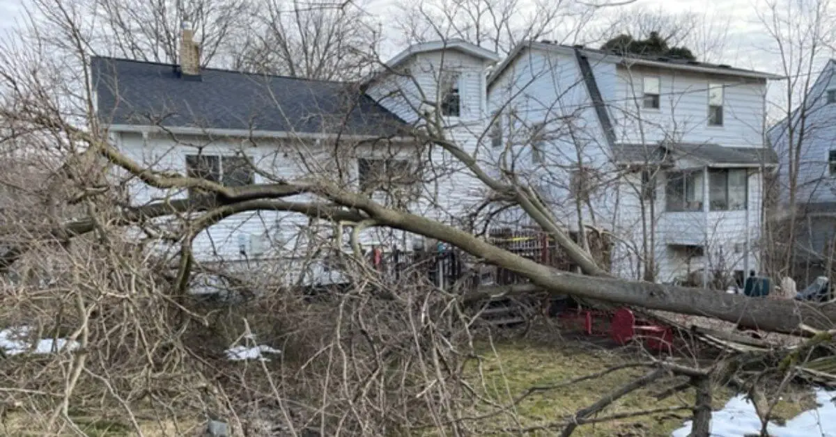 24 7 Emergency Tree Service