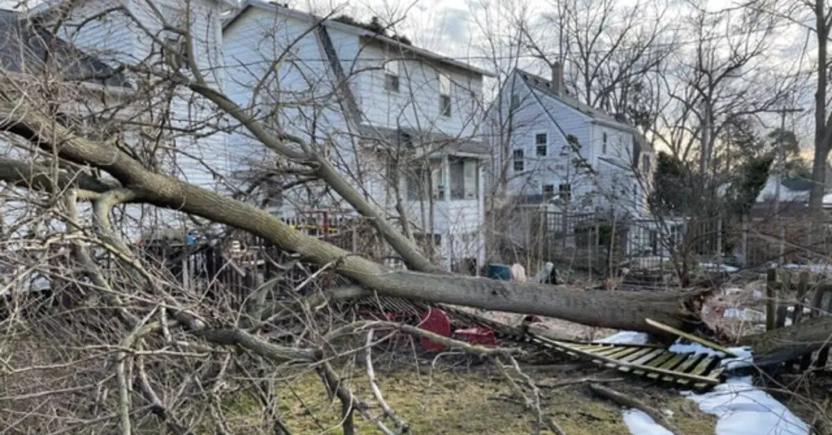 Fallen Tree Cleanup