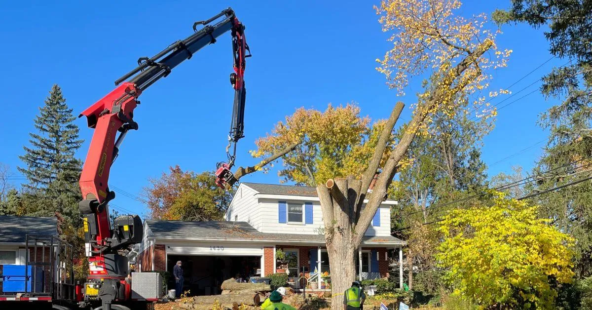Tree Service Near Me