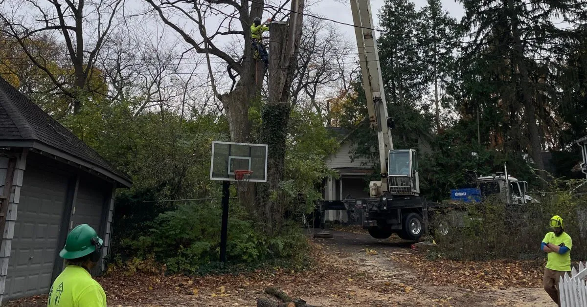 Tree Service