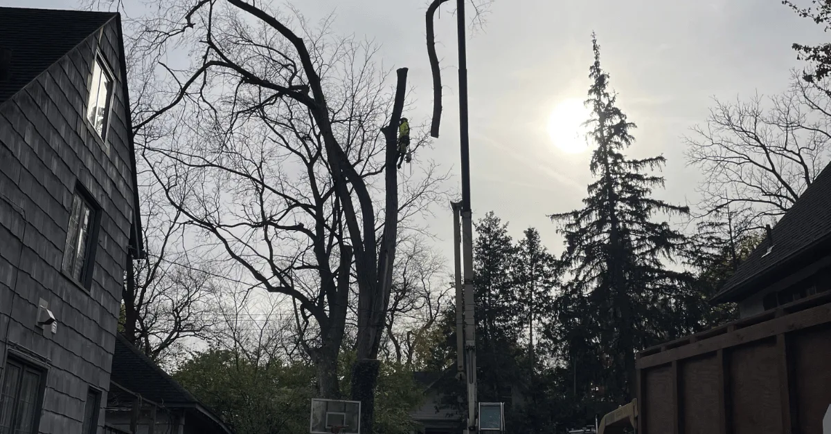 tree service brighton, mi