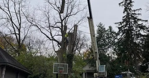 tree removal brighton mi
