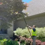 Professional arborists from Highland Tree Services pruning a large tree near downtown Ann Arbor.