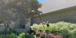 Professional arborists from Highland Tree Services pruning a large tree near downtown Ann Arbor.