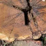 Stump Removal Near Me Ann Arbor, MI: A Simple Guide for Homeowners