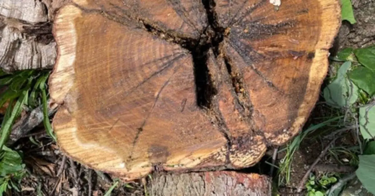 Stump Removal Near Me Ann Arbor, MI: A Simple Guide for Homeowners