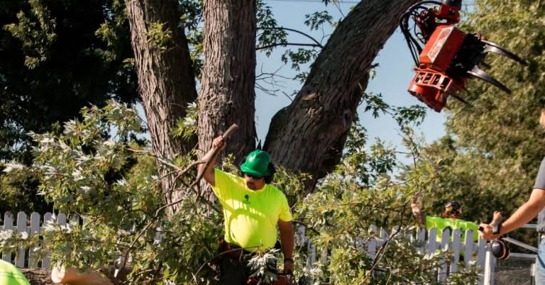 Tree removal near me in Ann Arbor, MI — arborist cutting down a damaged tree in a residential neighborhood