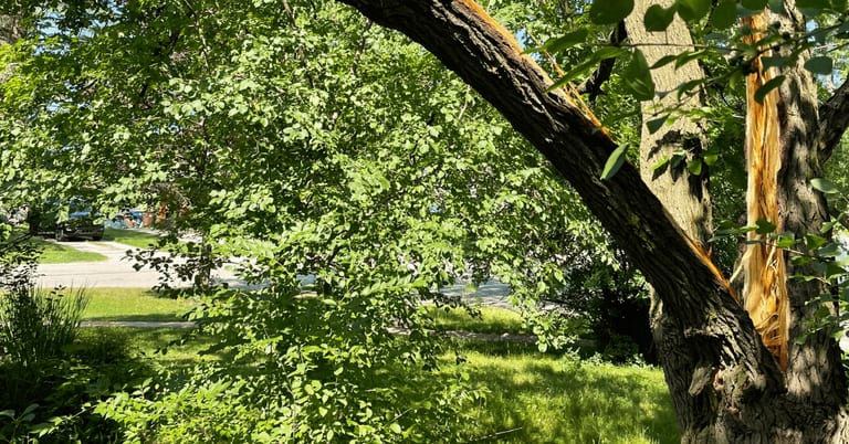 tree removal in Pinckney, MI by Highland Tree Services