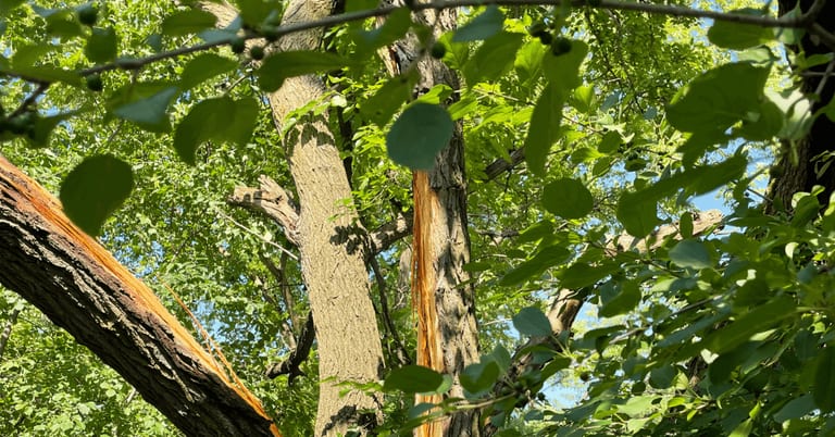 Tree Trimming vs. Tree Pruning in Ann Arbor