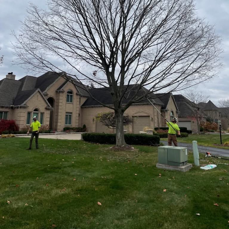 A tree branch dangerously close to power lines during a storm.