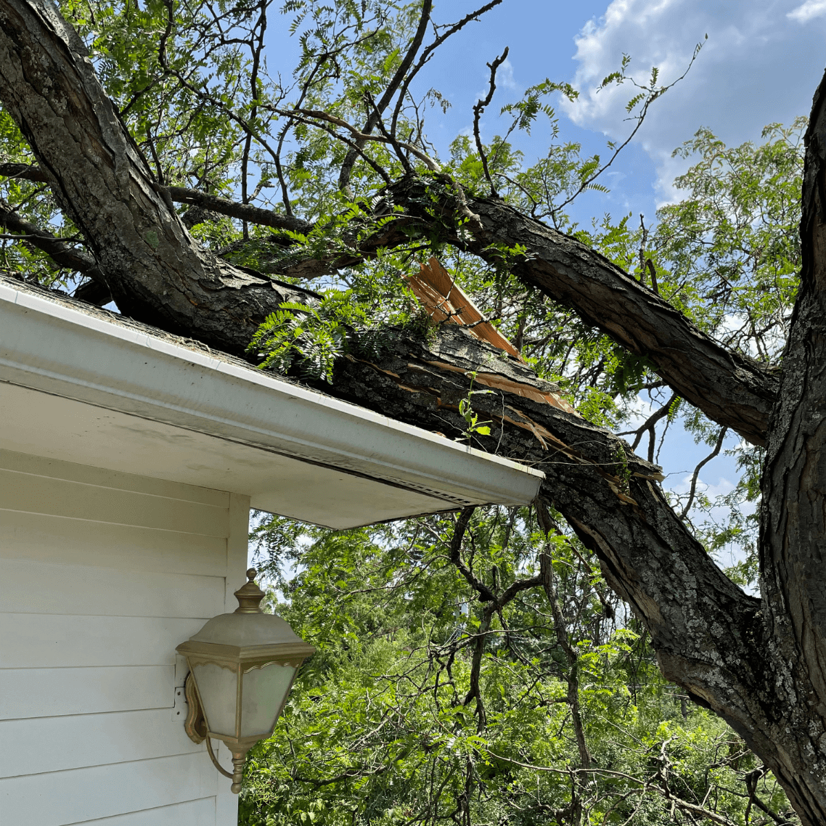 A tree branch dangerously close to power lines during a storm.