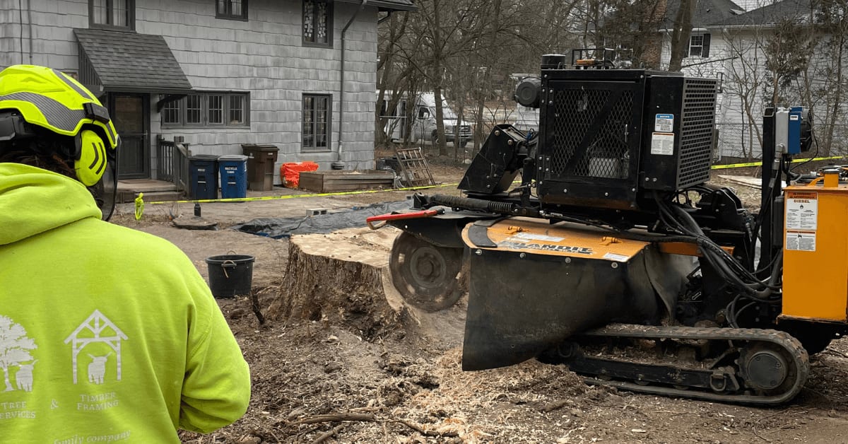 Fallen oak tree removal in Brighton, MI residential yard
