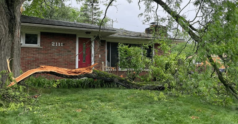 Professional Tree Service in Dexter MI