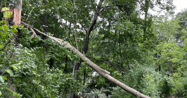 Emergency tree service in Ann Arbor MI removing a fallen tree after a storm near Kerrytown