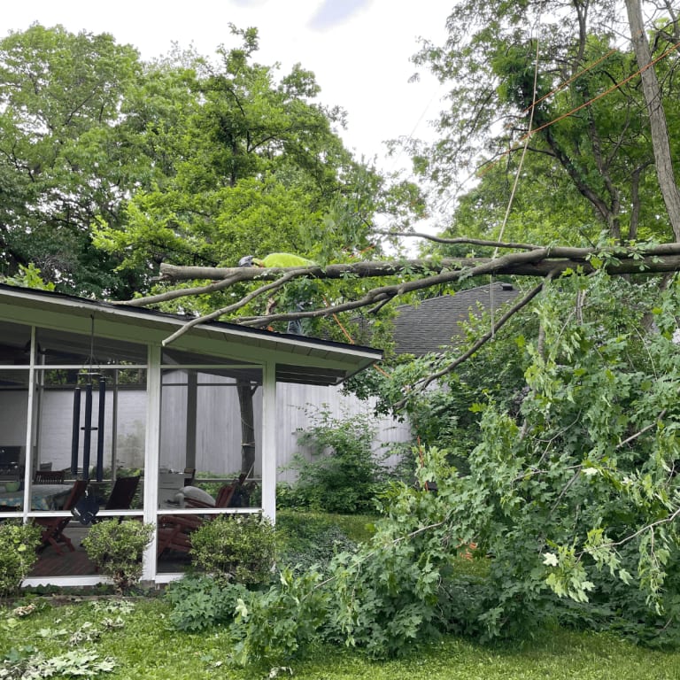 A tree with large dead branches that may pose a danger during a storm.