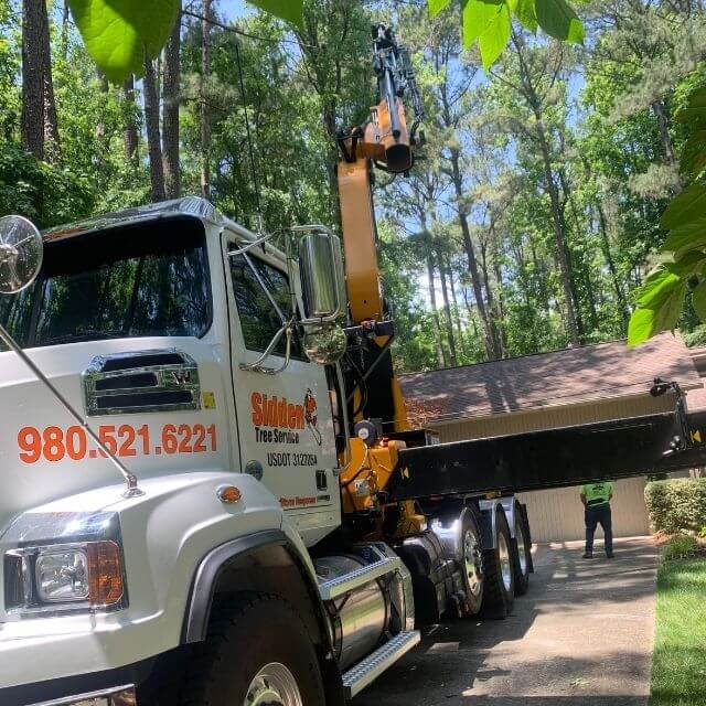 A tree with large dead branches that may pose a danger during a storm.