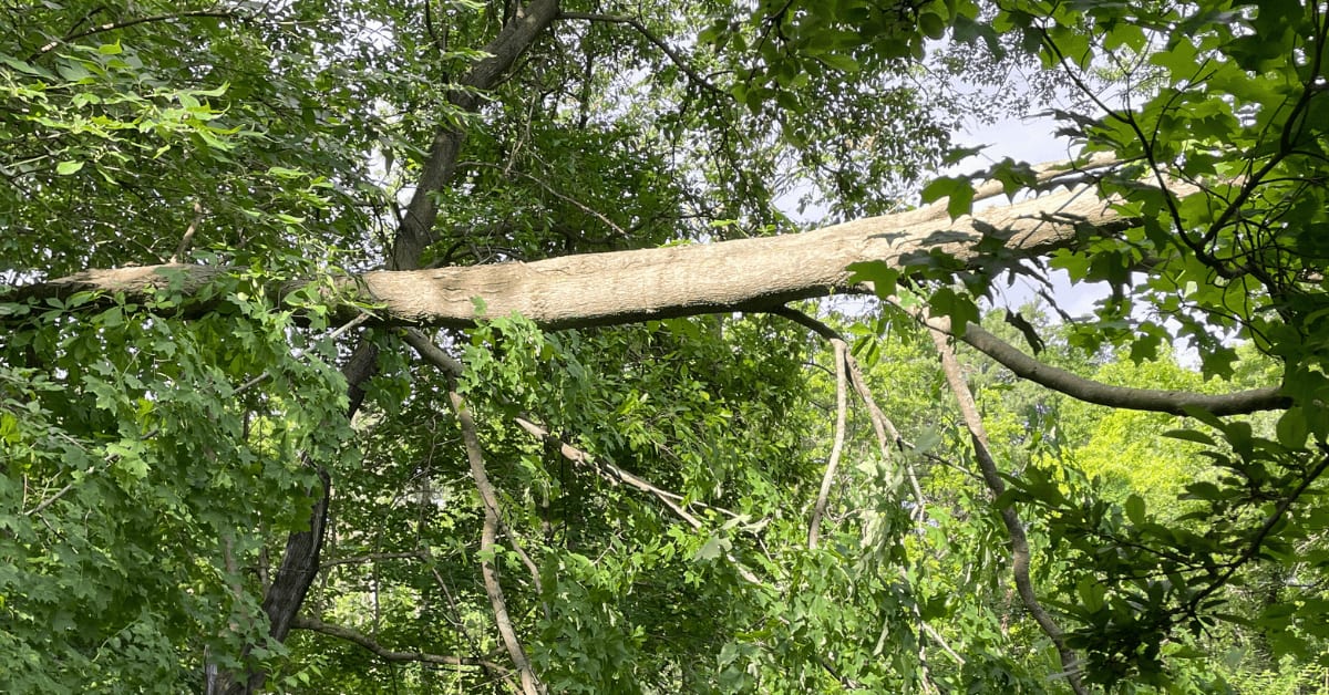 Certified arborist performing tree service in Pinckney, MI residential yard