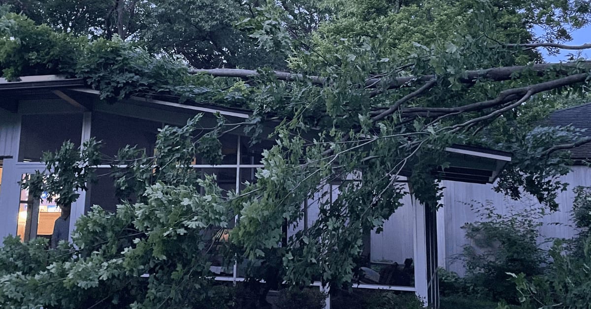 Fallen tree branch on Ann Arbor property after thunderstorm with arborist examining damage