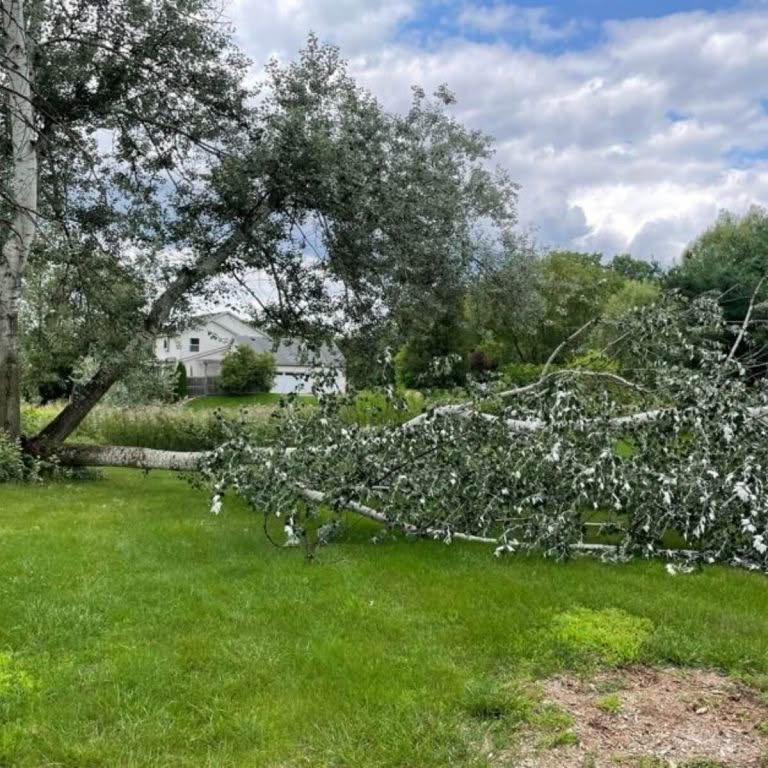 A tree fell on a roof after a storm.